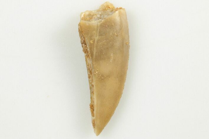 Bargain, .8" Partial Raptor Tooth - Real Dinosaur Tooth